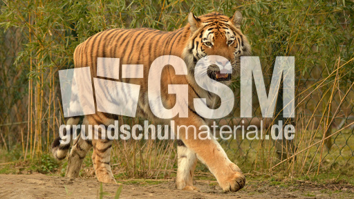 Amur-Tiger (1).jpg